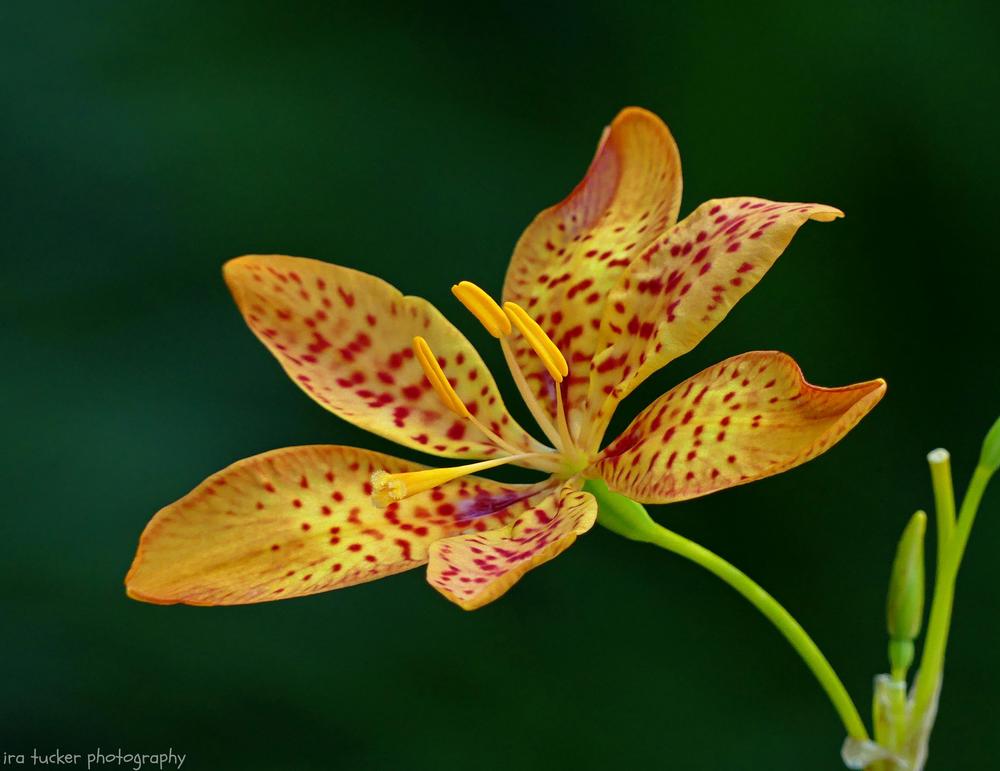 Photo of Species Iris (Iris domestica) uploaded by drirastucker