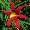 Daylily (Hemerocallis 'Sky Dragon') first summer in gardens, up c
