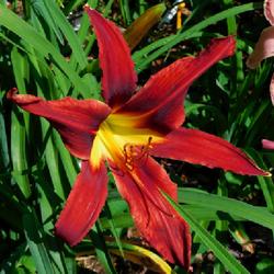 Location: Eagle Bay, New York
Date: 2023-07-28
Daylily (Hemerocallis 'Sky Dragon') first summer in gardens, up c