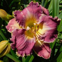 Location: Eagle Bay, New York
Date: 2023-07-28
Daylily (Hemerocallis 'Ring the Bells of Heaven') up close
