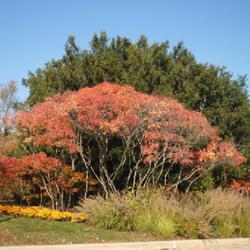Location: Morton Arboretum in Lisle, Illinois
Date: 2023-10-24
shrub pruned upward in fall color