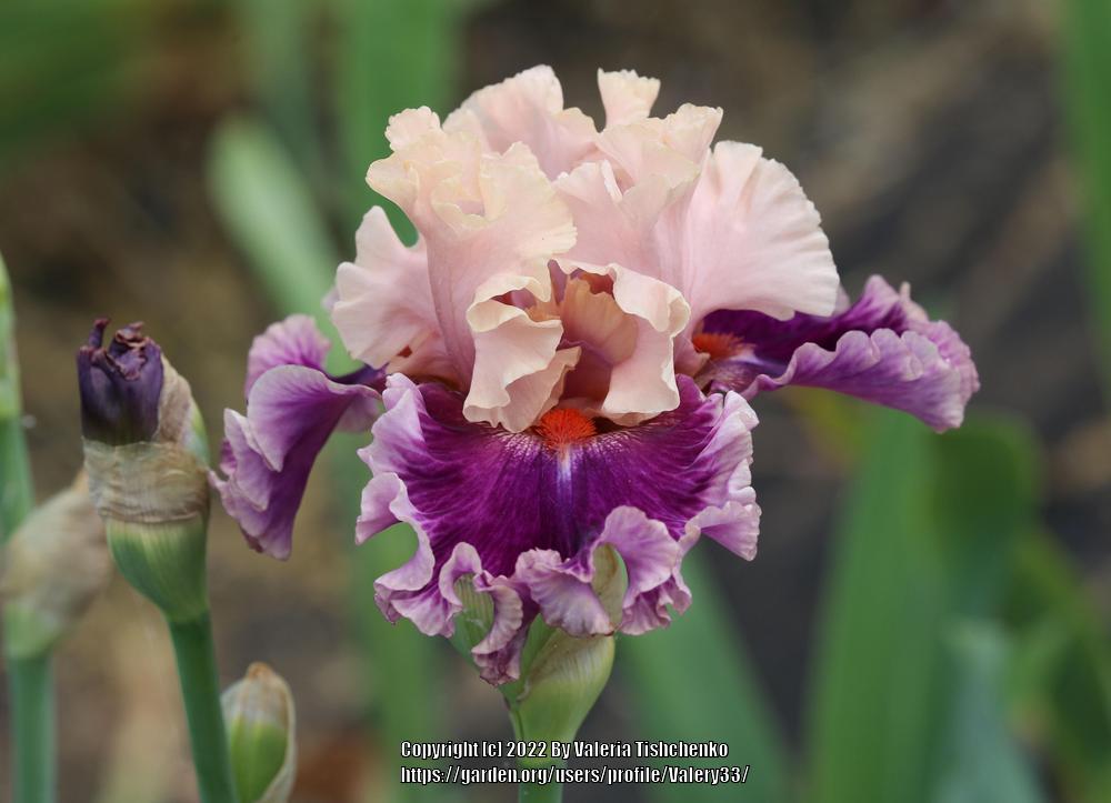 Photo of Tall Bearded Iris (Iris 'Born This Way') uploaded by Valery33