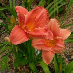 Location: Eagle Bay, New York
Date: 2023-07-31
Daylily (Hemerocallis 'South Seas') first year in the gardens