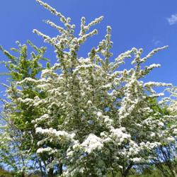 Location: Invercargill, New Zealand
Date: 2022-10-31
Not snow, but the blossom of Crataegus monogyna