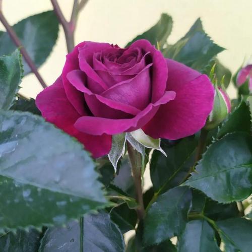 Photo of Rose (Rosa 'Ebb Tide') uploaded by rickycr