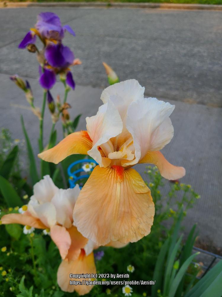Photo of Tall Bearded Iris (Iris 'Champagne Elegance') uploaded by Aerith