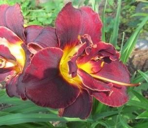Photo of Daylily (Hemerocallis 'Highland Lord') uploaded by Elfenqueen