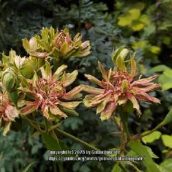 Location: Stillingfleet Lodge Gardens, Yorkshire, England UK 
Date: 2019-07-07
Rosa chinensis viridiflora at Stillingfleet