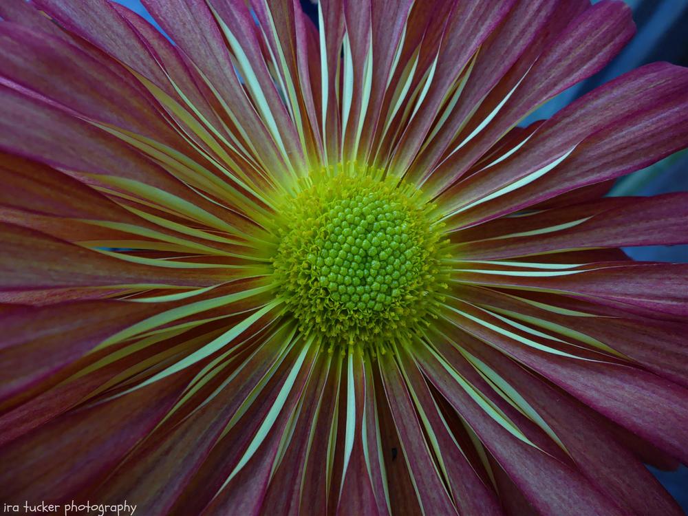 Photo of Chrysanthemum uploaded by drirastucker