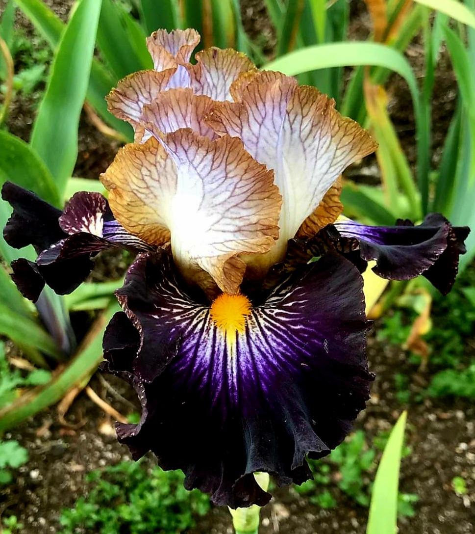 Photo of Tall Bearded Iris (Iris 'Mixed Signals') uploaded by gwhizz