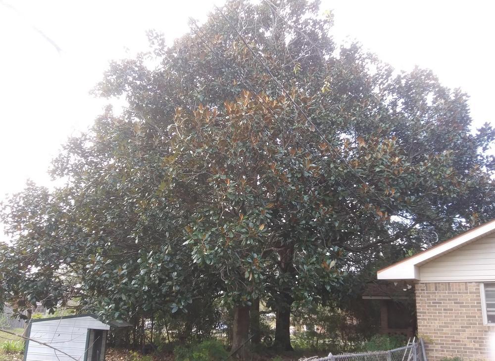 Photo of Southern Magnolia (Magnolia grandiflora) uploaded by purpleinopp