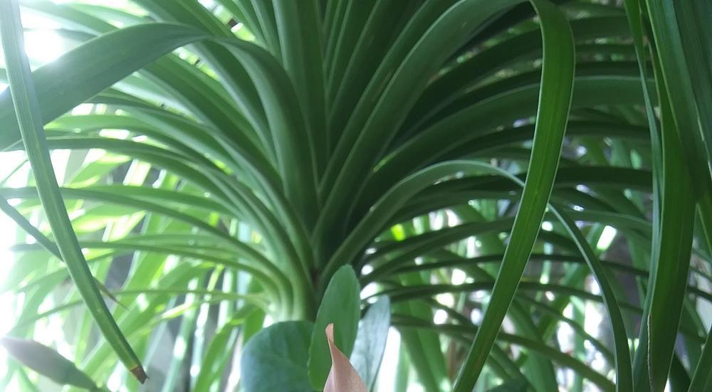 Photo of Ponytail Palm (Beaucarnea recurvata) uploaded by purpleinopp