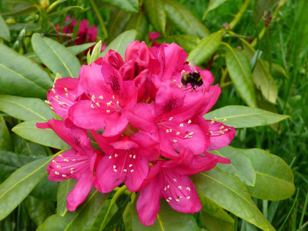 Photo of Rhododendron 'Nova Zembla' uploaded by KGFerg