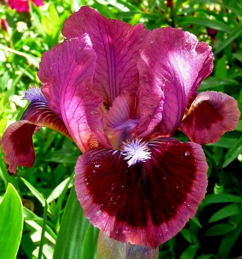 Photo of Standard Dwarf Bearded Iris (Iris 'Cat's Eye') uploaded by gwhizz