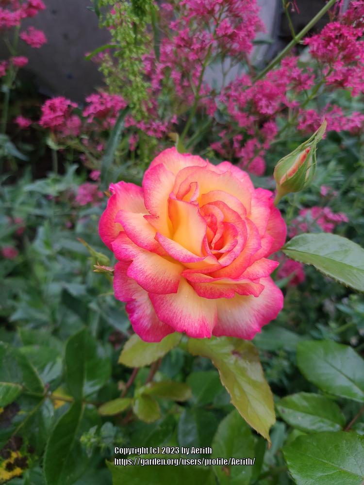 Photo of Floribunda Rose (Rosa 'Sheila's Perfume') uploaded by Aerith