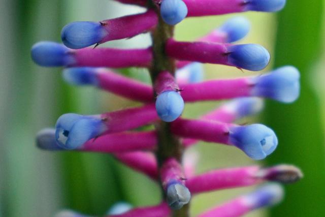 Photo of Matchstick Plant (Aechmea gamosepala) uploaded by RuuddeBlock