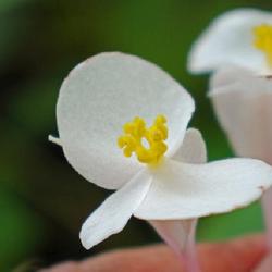 Location: Hortus Lapidarius
Date: 2023-10-01
Female flower; also this begonia is much whiter compared to last 