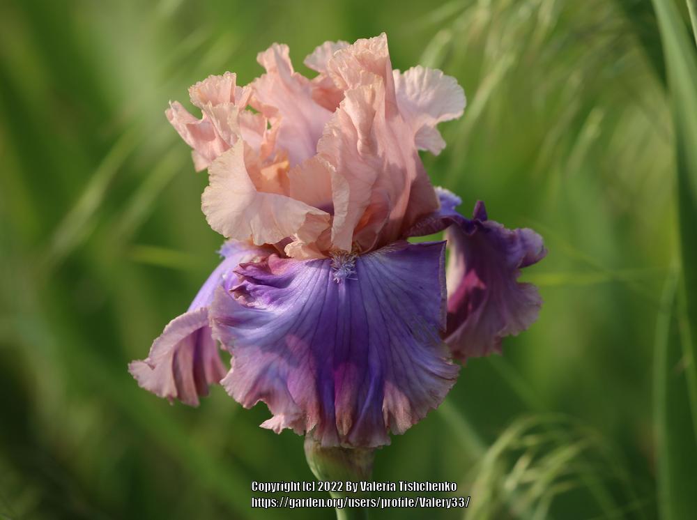Photo of Tall Bearded Iris (Iris 'Florentine Silk') uploaded by Valery33