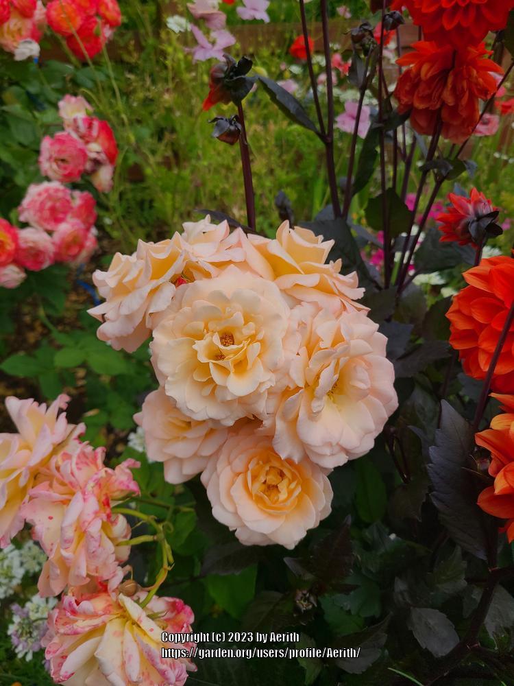 Photo of Rose (Rosa 'Apricot Nectar') uploaded by Aerith