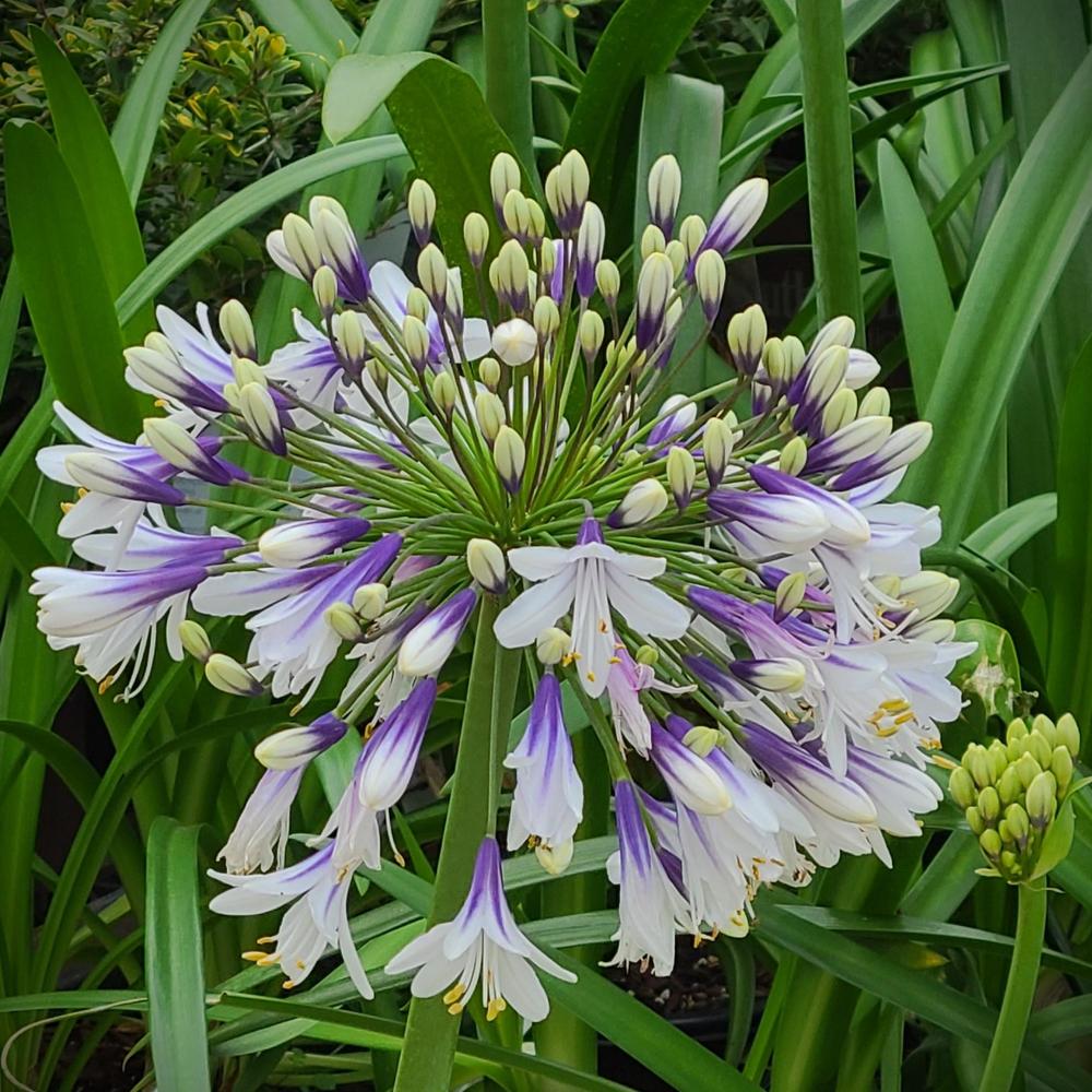 Photo of Lily of the Nile (Agapanthus) uploaded by LoriMT