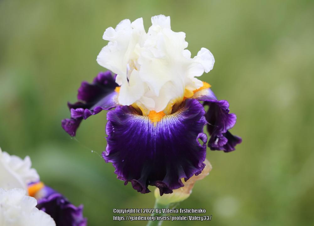 Photo of Tall Bearded Iris (Iris 'Future Ruler') uploaded by Valery33