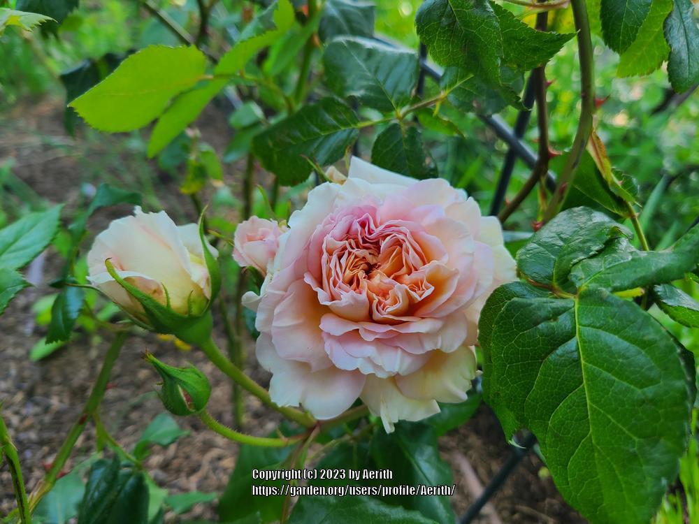 Photo of Rose (Rosa 'Oshun') uploaded by Aerith