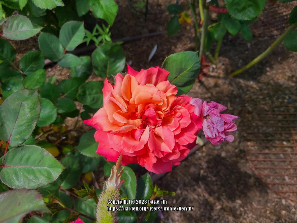 Photo of Rose (Rosa 'Honeysweet') uploaded by Aerith