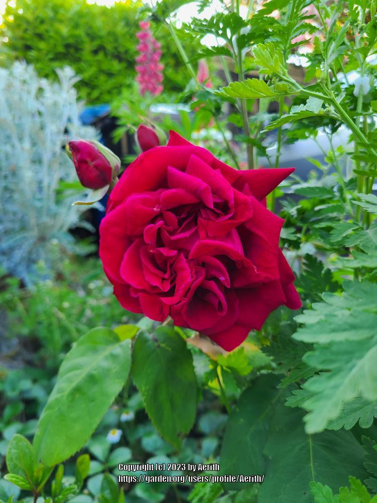 Photo of Rose (Rosa 'Crimson Glory') uploaded by Aerith