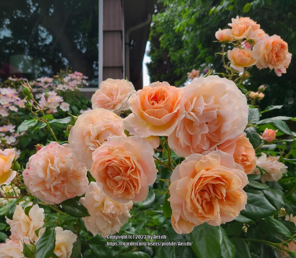 Photo of Rose (Rosa 'Garden of Roses') uploaded by Aerith