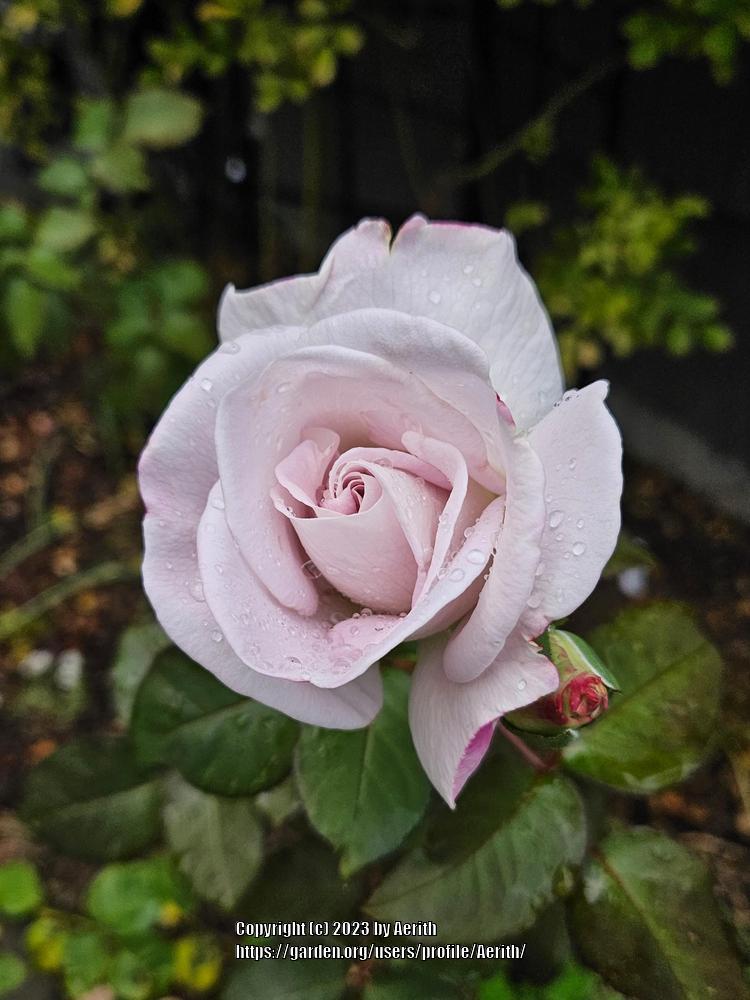 Photo of Rose (Rosa 'World War II Memorial Rose') uploaded by Aerith