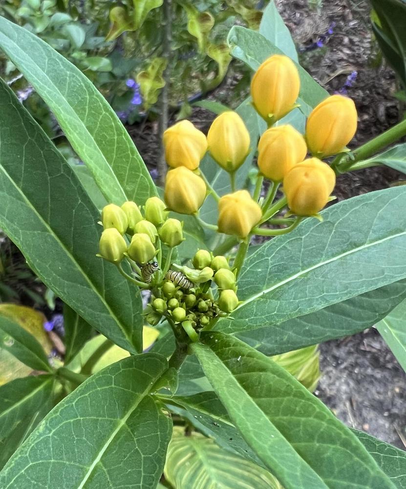 Photo of Tropical Milkweed (Asclepias curassavica 'Silky Gold') uploaded by Floridian