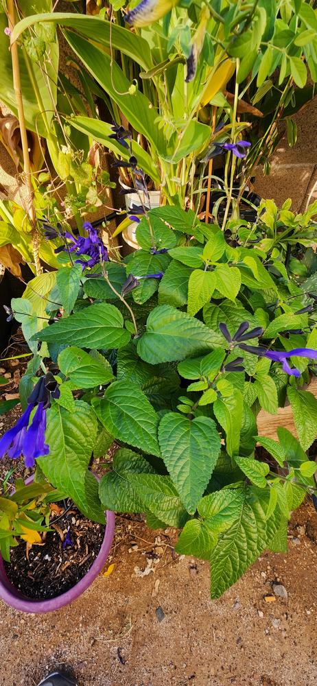 Photo of Anise-Scented Sage (Salvia coerulea 'Black and Blue') uploaded by Mdntnmtgmy