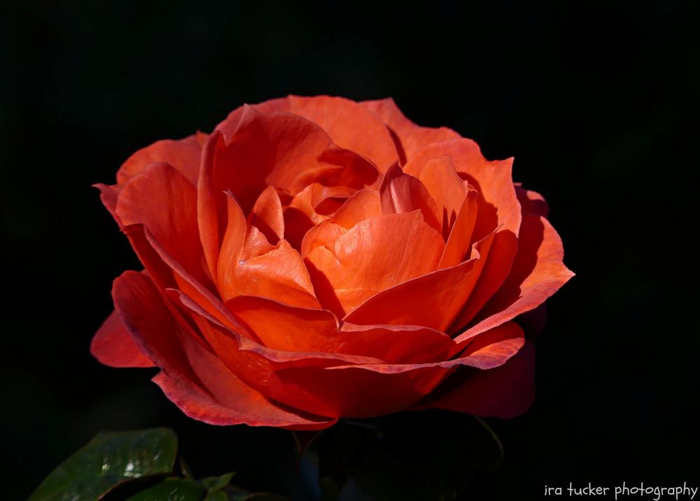 Photo of Rose (Rosa 'Hot Cocoa') uploaded by drirastucker