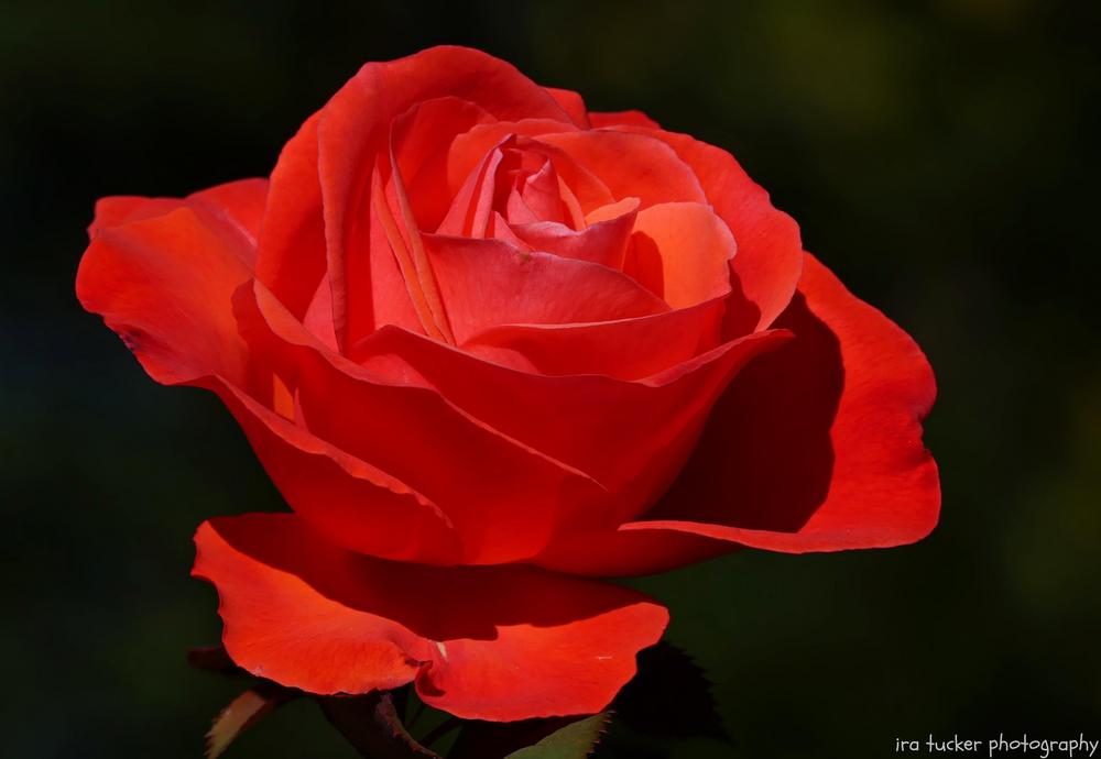Photo of Rose (Rosa 'Artistry') uploaded by drirastucker