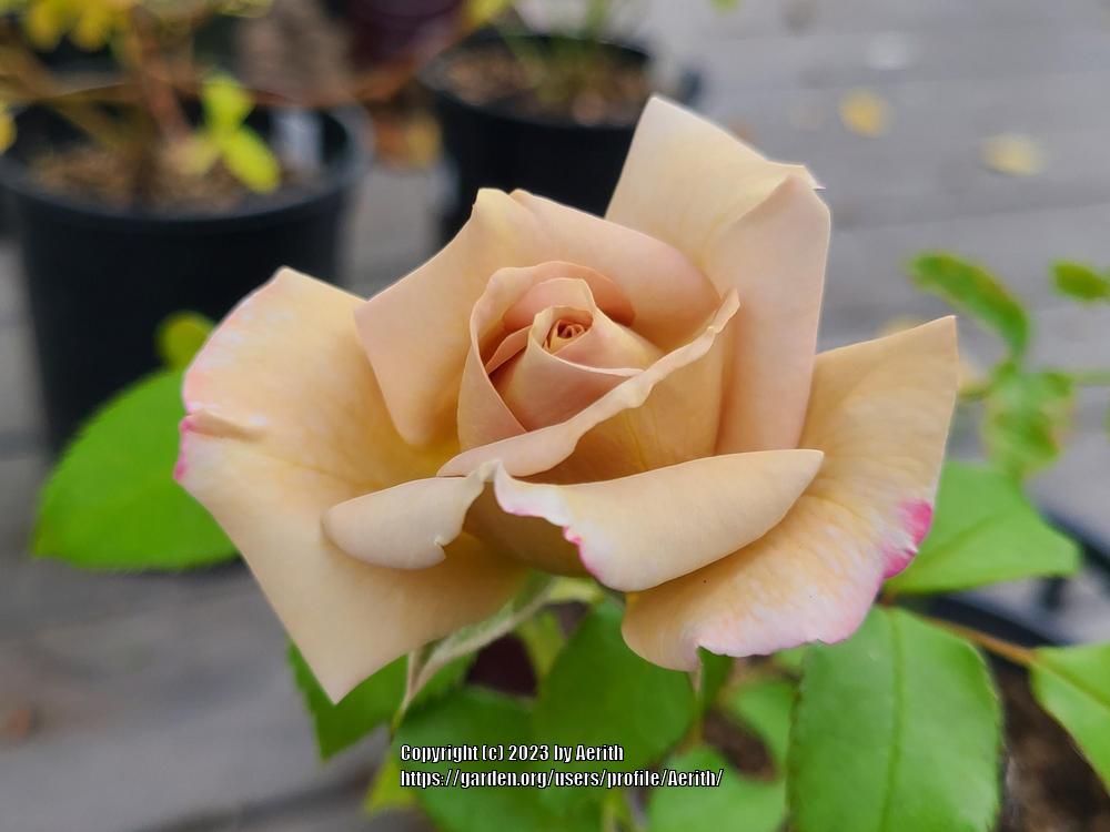 Photo of Rose (Rosa 'Stephen Rulo') uploaded by Aerith