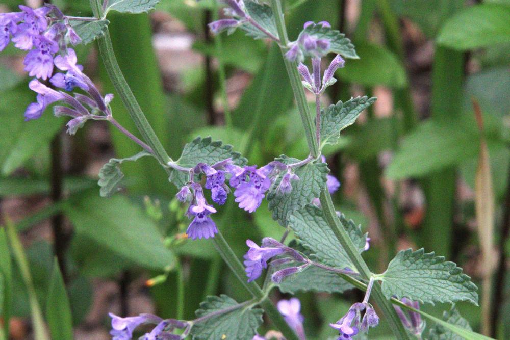 Photo of Catmint (Nepeta x faassenii 'Walker's Low') uploaded by LoriMT