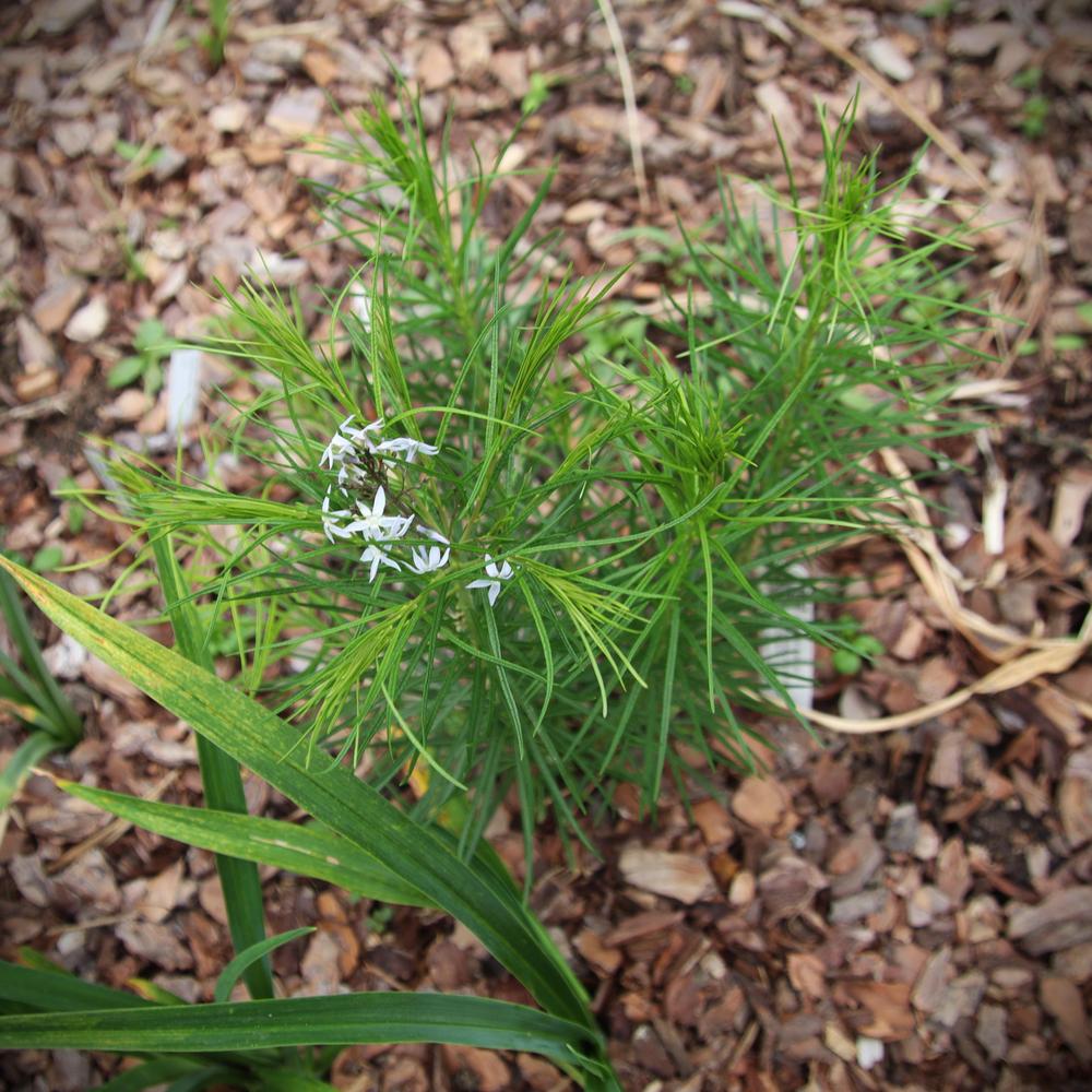Photo of Blue Star (Amsonia hubrichtii) uploaded by LoriMT