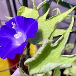 Location: Wilmington, Delaware USA
Date: 2023-11-23
Japanese morning glory - Q1093 reverse tube form