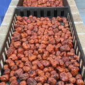 Jujubes (Ziziphus jujuba) being air dried. There are also Ginko b