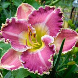 Location: Eagle Bay, New York
Date: 2023-08-01
Daylily (Hemerocallis 'Ring the Bells of Heaven') close view