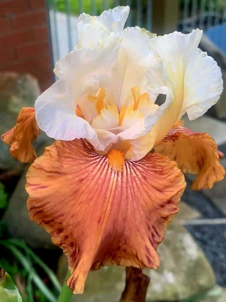 Photo of Tall Bearded Iris (Iris 'Mandarin Morning') uploaded by gwhizz