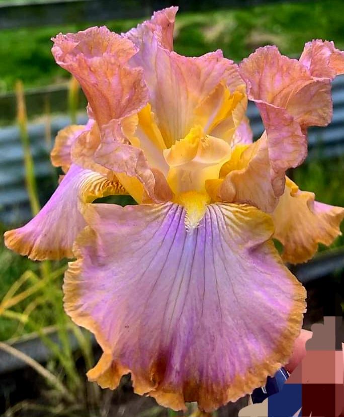 Photo of Tall Bearded Iris (Iris 'Afternoon Delight') uploaded by gwhizz