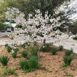 Location: my front yard which is on a 6 lane thoroughfare in the heart of Dallas.  my gift to commuters.
Date: March 24, 2023
with Ice Folly daffodil leaves