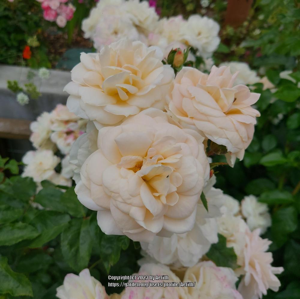 Photo of Floribunda Rose (Rosa 'Lions-Rose') uploaded by Aerith