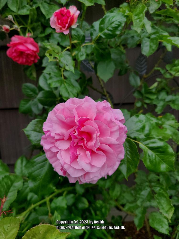 Photo of Rose (Rosa 'Aloha') uploaded by Aerith