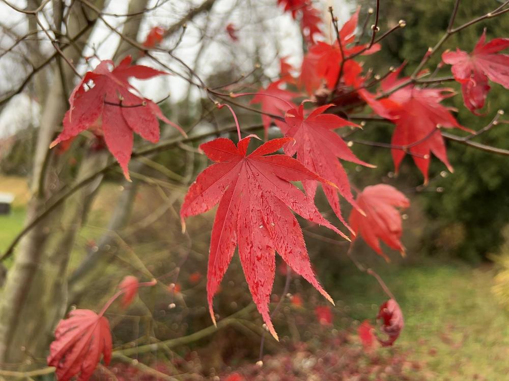 Photo of Japanese Maple (Acer palmatum) uploaded by Jillz