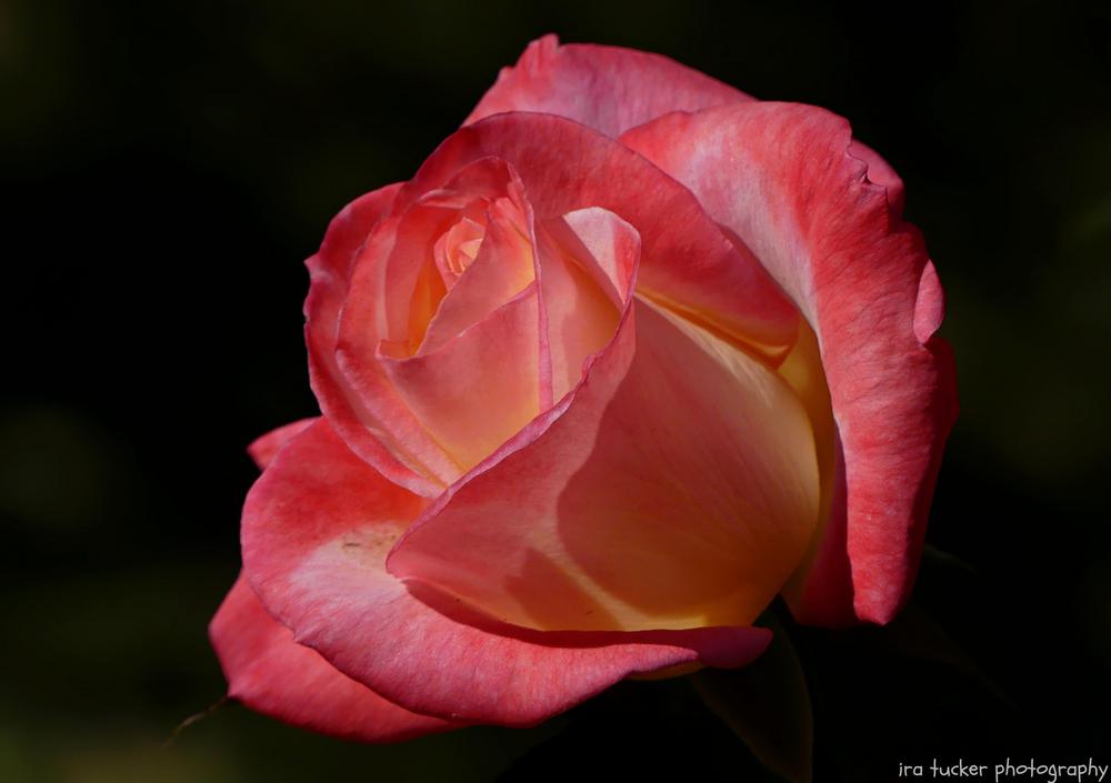 Photo of Rose (Rosa 'Gemini') uploaded by drirastucker