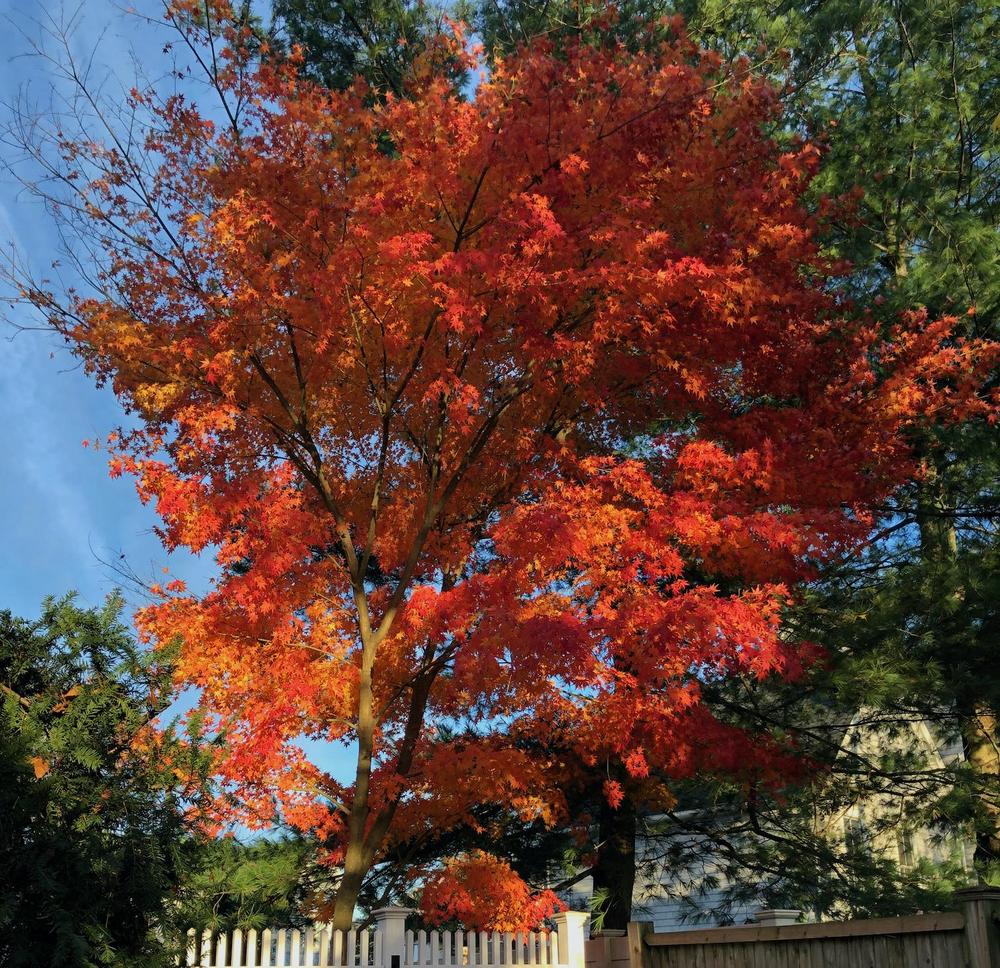 Photo of Japanese Maple (Acer palmatum) uploaded by rjtepper
