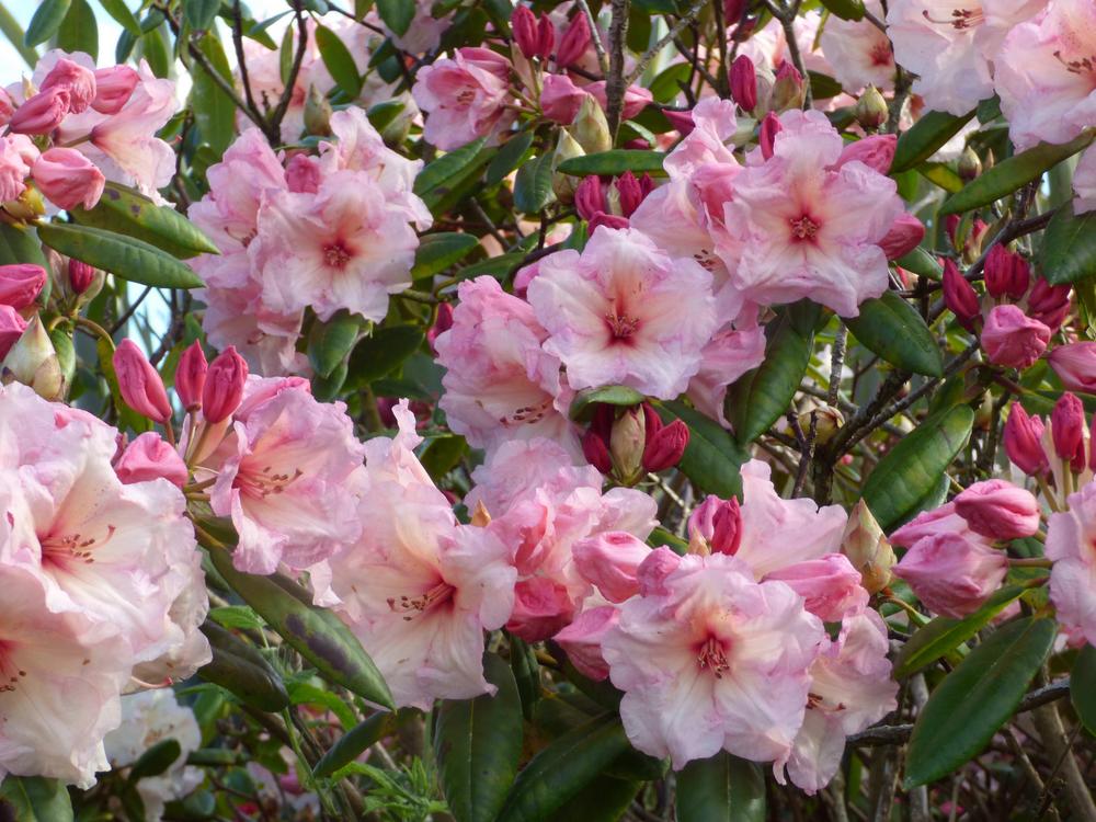Photo of Rhododendron 'Lem's Cameo' uploaded by KGFerg