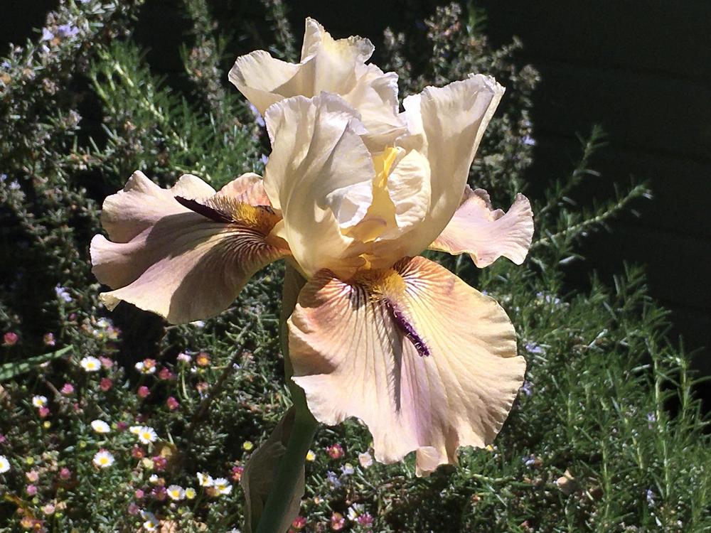 Photo of Tall Bearded Iris (Iris 'Thornbird') uploaded by Neela